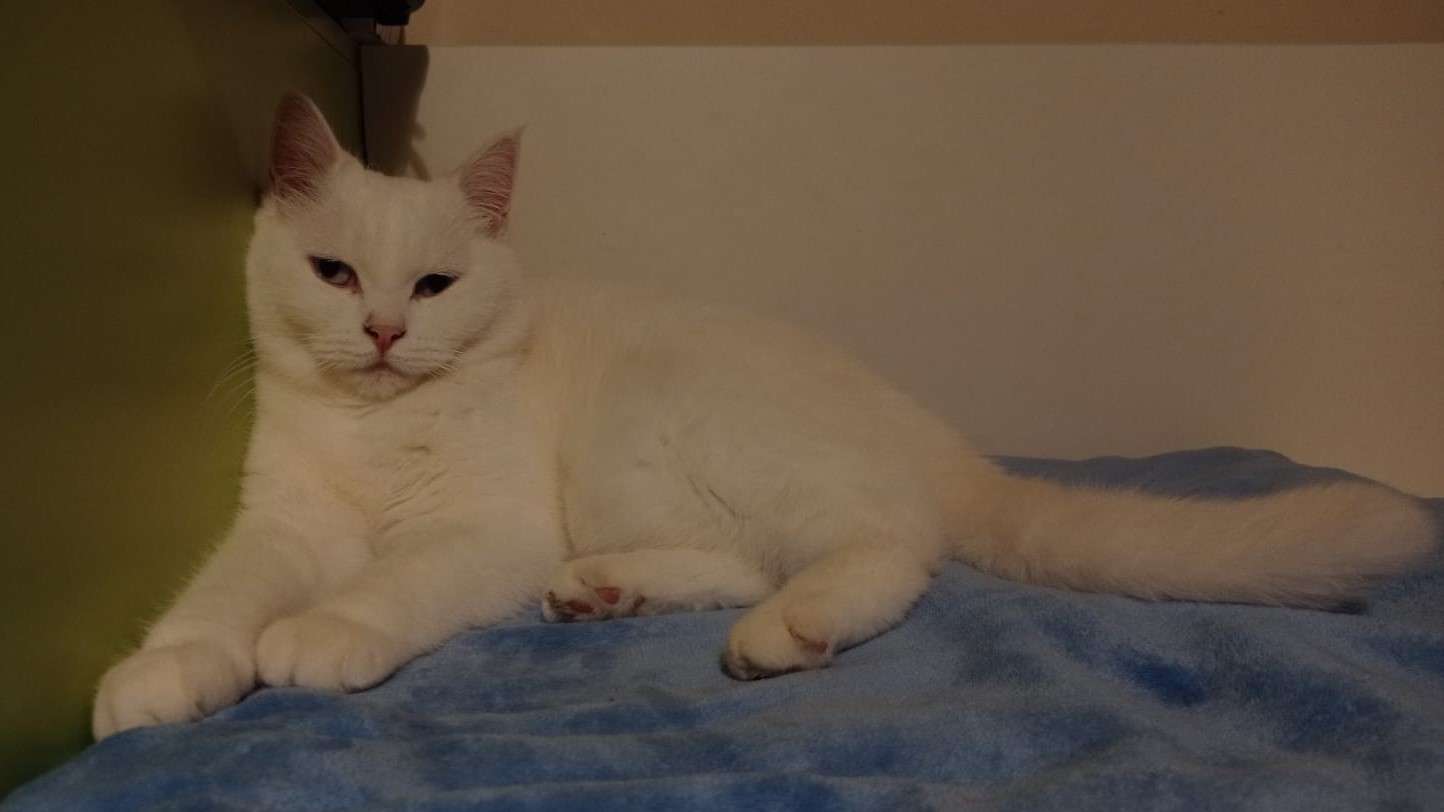 this is a friends kitty cat, named luna! i have slept over and confirmed she is absolutely soft and very pet'able. if you are reading this, this is a placeholder description until said kitty owner writes descriptions for the photos >:3